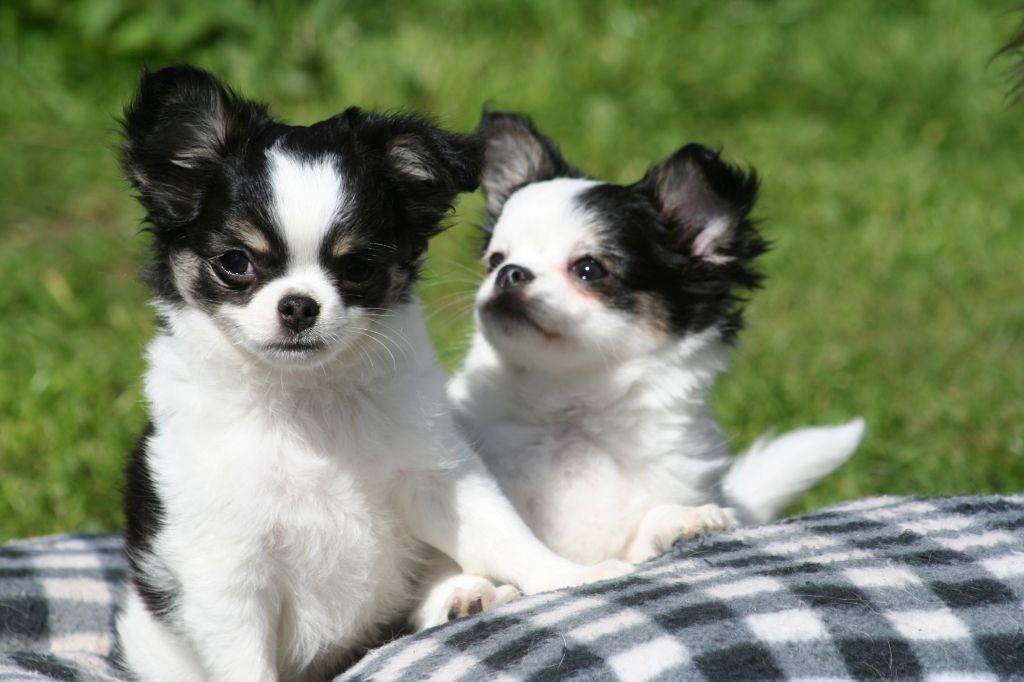 chiot Chihuahua Des Lutins Des P'tits Kerhors